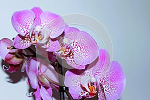 Spotty pink orchid flowers against light background