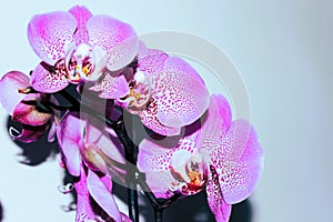 Spotty pink orchid flowers against light background