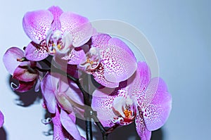 Spotty pink orchid flowers against light background