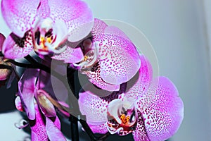 Spotty pink orchid flowers against light background