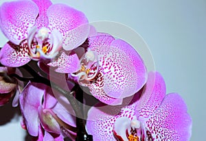 Spotty pink orchid flowers against light background