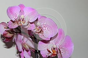 Spotty pink orchid flowers against light background