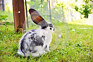 Spotty rabbit with long ears on the grass.