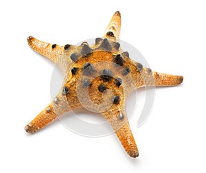 Spotty Star