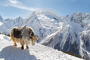 Spotty yak stands on the mountainside against the backdrop of the Caucasian mountains, Dombai on a winter sunny day