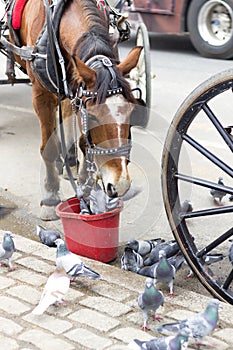 Spouting Central park in New York. Horse feeding. horse eating from red bucket