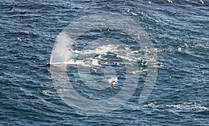 Spouting humpback whale