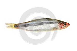 Sprat photo