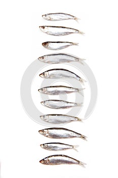 Sprat fish