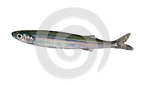 Sprat Fish photo