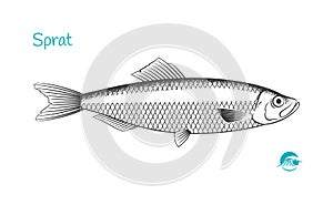 Sprat fish hand-drawn illustration photo