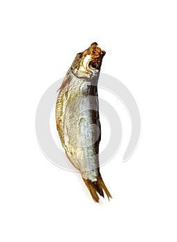 Sprat Fish, sprattus sprattus, Smoked Fishe against White Background