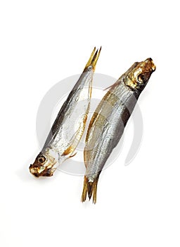 Sprat Fish, sprattus sprattus, Smoked Fishes against White Background