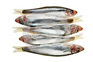 Sprat Group