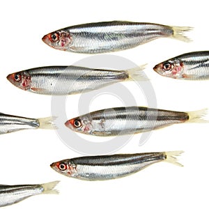 Sprat Group