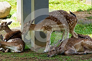 DEER PARK - KUALA LUMPUR photo