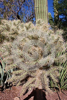 A sprawling Cholla Cactus, Cylindropuntia bigelovii, in the Arizona desert