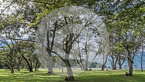 Sprawling deciduous trees grow on a green lawn.