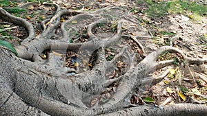 Sprawling Exposed Root System of a Massive Ancient Tree with Textured Trunk