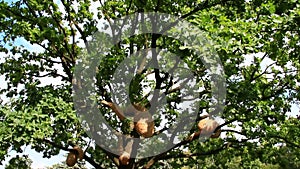 Sprawling oak tree with hornet`s nest near lake with cane