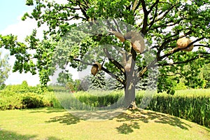 Sprawling oak tree with hornet`s nest near lake with cane
