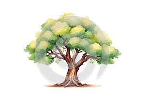 Sprawling tree with a lush crown.