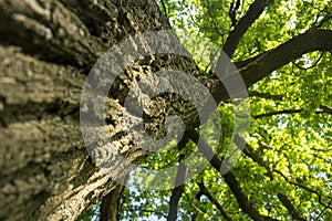 Sprawling tree. Oak branches.