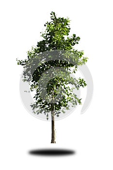 Streblus asper tree on isolated background