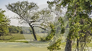 Sprawling trees grow in a swampy area.