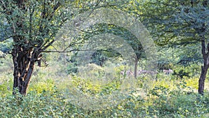 Sprawling trees and lush grass grow in the jungle.