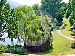 A sprawling willow tree on the shore of the lake.