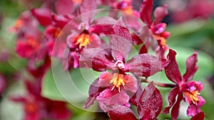 Spray of crimson orchids