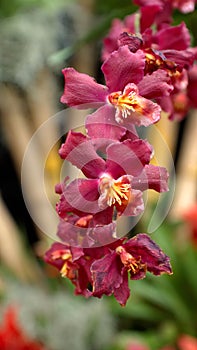 Spray of crimson orchids