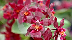 Spray of crimson orchids