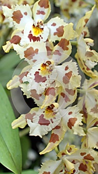 Spray of crimson, yellow and white orchids
