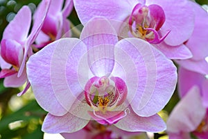 Spray of delicate pink orchids