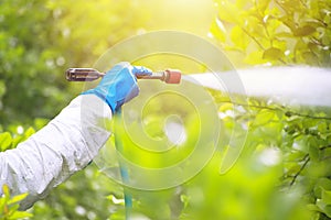 Spray ecological pesticide. Farmer fumigate in protective suit and mask lemon trees. Man spraying toxic pesticides, pesticide,