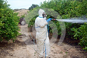 Spray ecological pesticide. Farmer fumigate in protective suit and mask lemon trees. Man spraying toxic pesticides, pesticide,