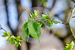 Spray of Field elm with young leaves and seeds at spring