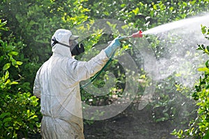 Spray pesticides, pesticide on fruit lemon in growing agricultural plantation, spain. Man spraying or fumigating pesti, pest