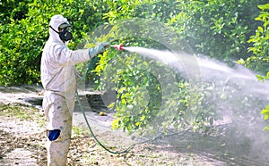Spray pesticides, pesticide on fruit lemon in growing agricultural plantation, spain. Man spraying or fumigating pesti, pest