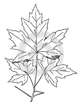Spray of Sugar Maple designs were often used on friezes, vintage engraving