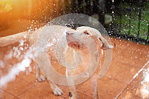 Spray water on labrador dog fur