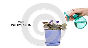 Spray with water pulverizer for flowers in hand plants violet pattern