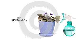 Spray with water pulverizer for flowers plants violet pattern