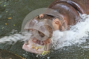 Spray water to wash Hippopotamus's mouth