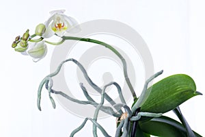 Orchid plant and erial roots on a white background photo