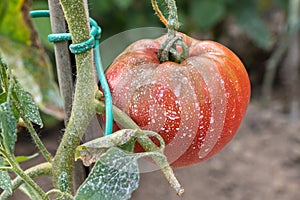 Sprayed tomatoes with pesticides, herbicides and insecticides