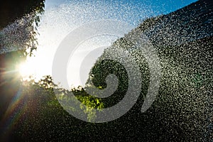 Sprayed water droplets from garden hose with the sunset in the background. Sharp droplet mist in bow shape. Watering the garden on