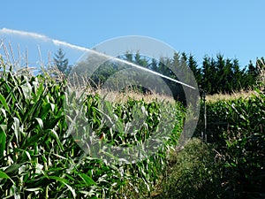 A sprayer spraying water in a cornfield